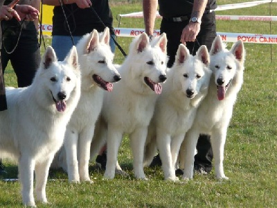 du domaine de la Graffenbourg - COUPE DES NATIONS IV BBI World winner show